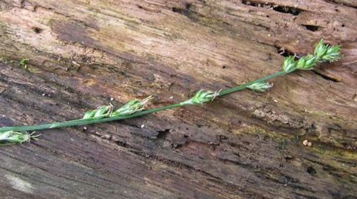 Close up of a stalk of carex.