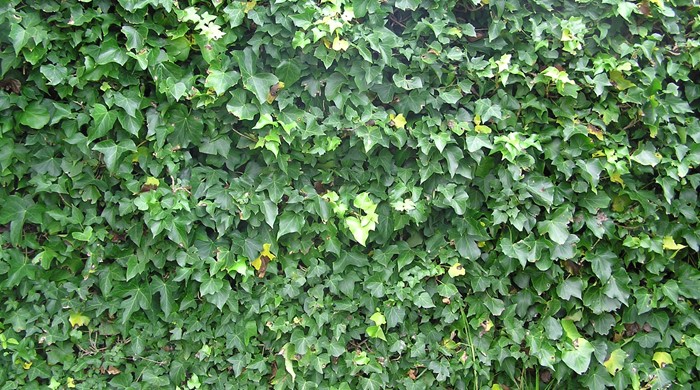 Zoomed out image of a dense wall of ivy.
