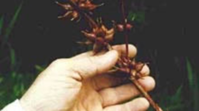 A hand holding a stalk of spiny bulbil watsonia flowers.