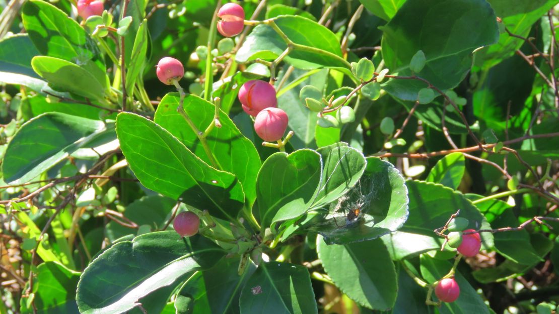 Japanese Spindle Tree stem tips with red berries.