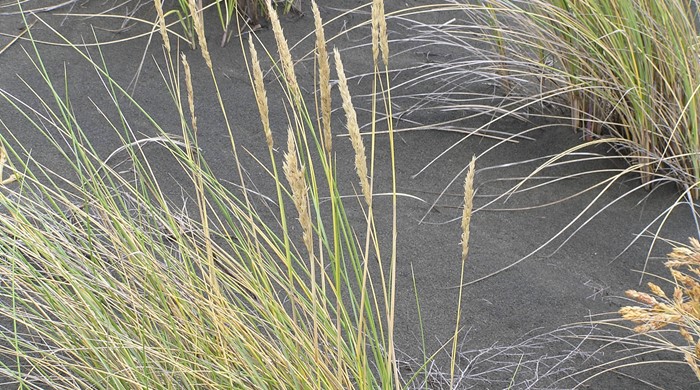 Marram Grass in sand with seed heads.