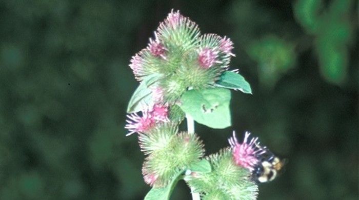 The burdock plant with small purple flowers on burrs.