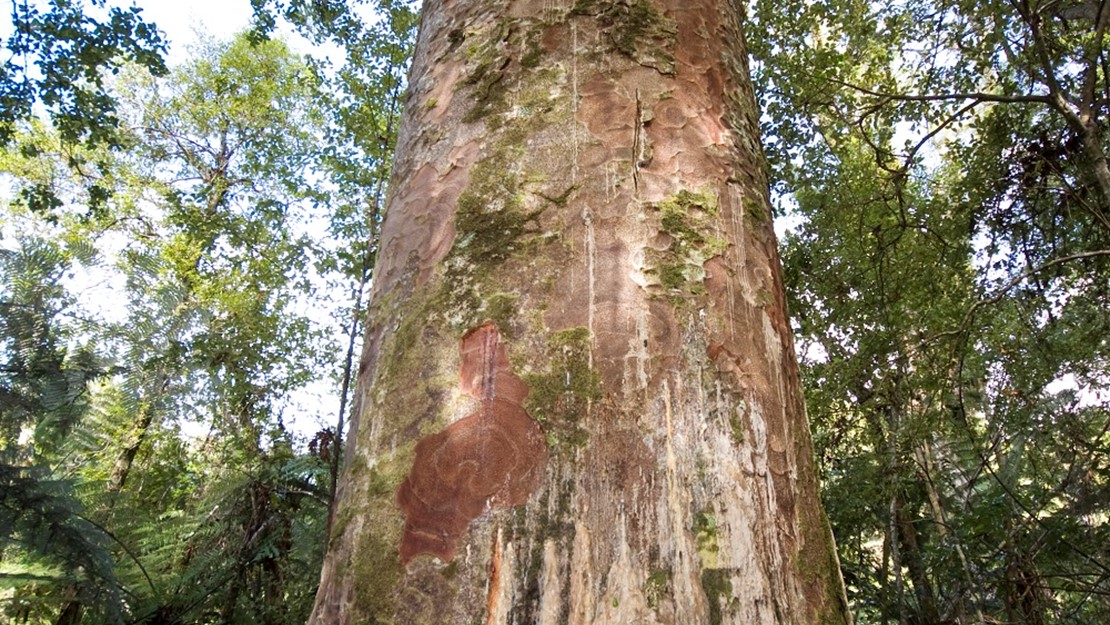 Trunk of large kauri tree with bleeding gum.