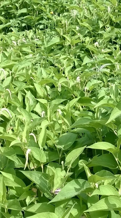 Dense mat of Lizard's Tail in flower.