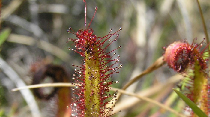 Close up of a cape sundew leaf with sticky sap on little hairs.