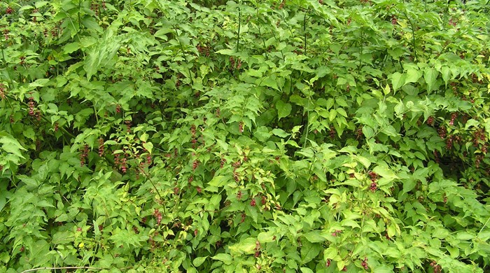 Large Himalayan honeysuckle without flowers.