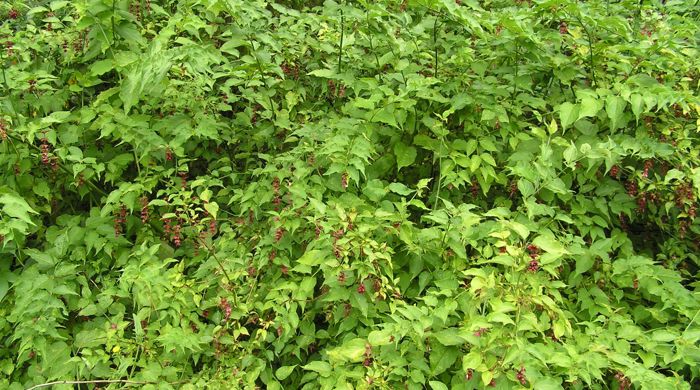 Large Himalayan honeysuckle without flowers.