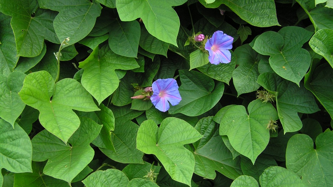 Two blue morning glory flowers in a wall of leaves.