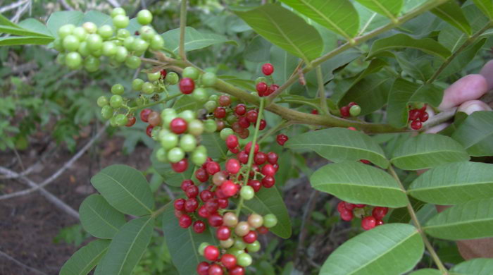 A sprig of Brazilian pepper tree seeds.