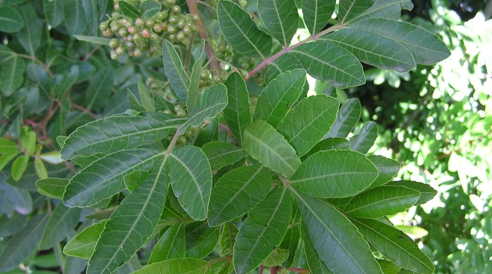 Leaves of the Brazilian pepper tree.