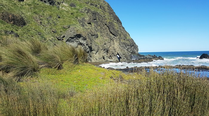 Coastal turf along a west coast cliff edge. 