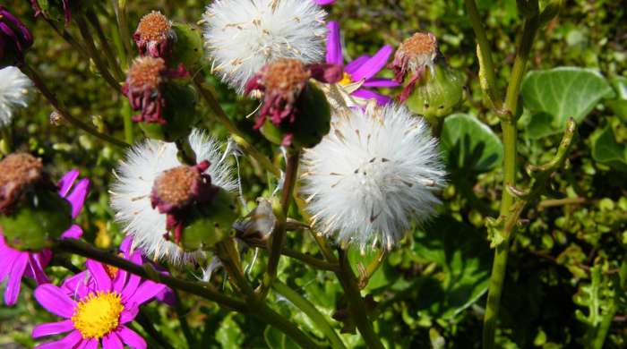 Holly Leaved Senecio flowers and fluffy seed heads.