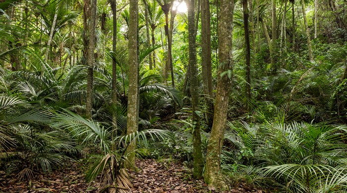 Forest of puriri trees with juvenile and mature palm trees.