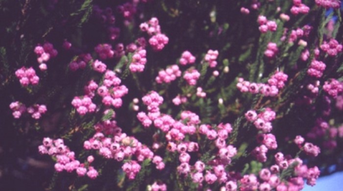 Close up of Heather in flower.