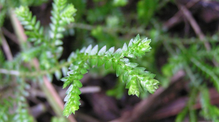 Close up of African club moss from above.