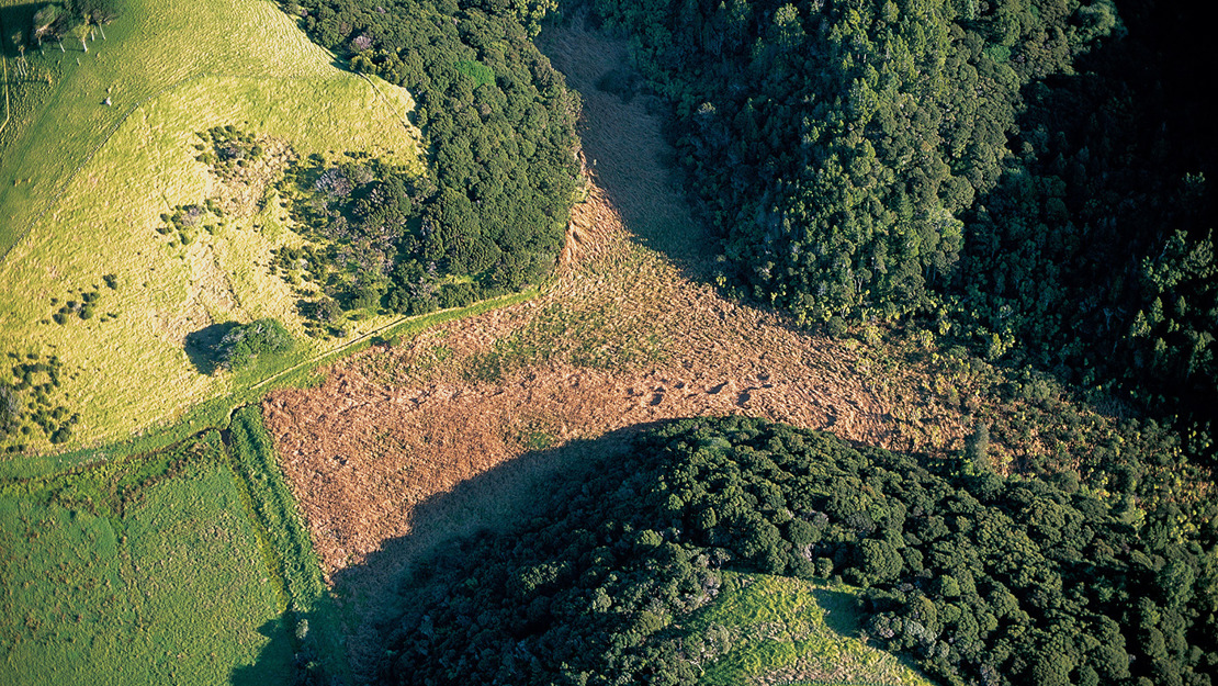 Three forest-capped hills surround a raupō reedland.