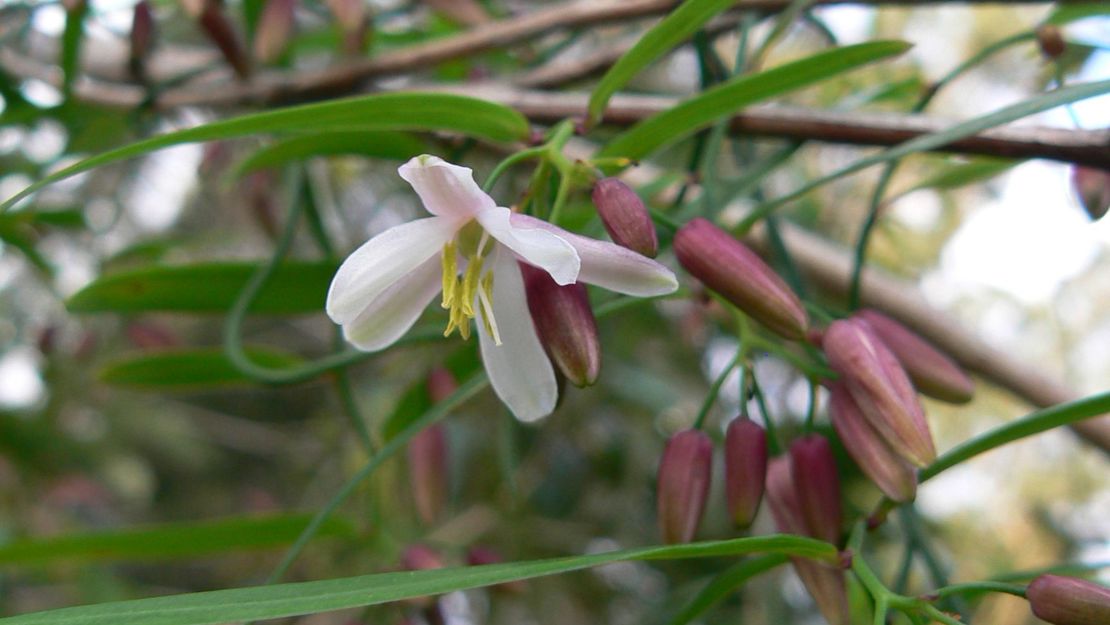 Close up of scrambling lily flowers.