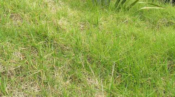 Bank of kikuyu with flaxes in background.