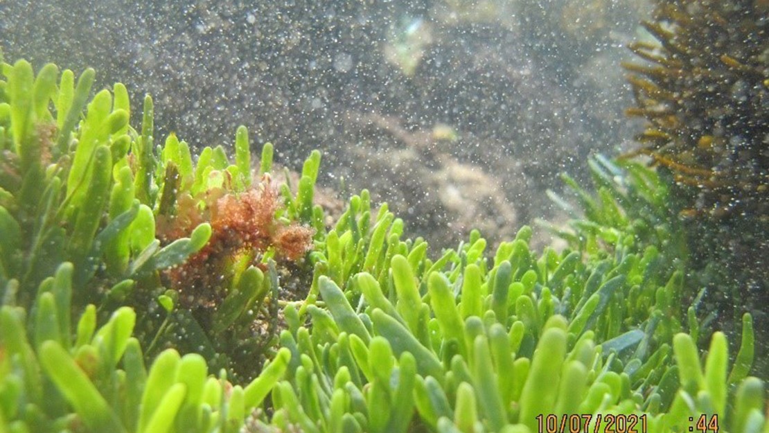 Exotic Caulerpa under water. 
