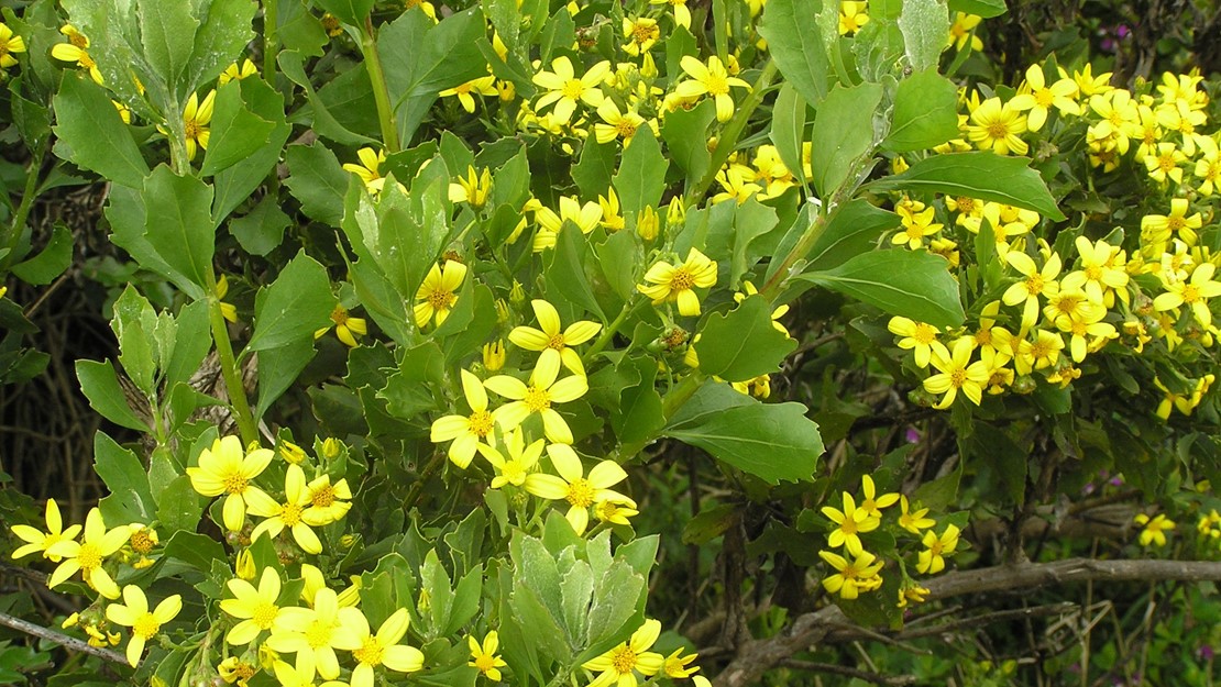 Hard boneseed leaves with yellow flowers.