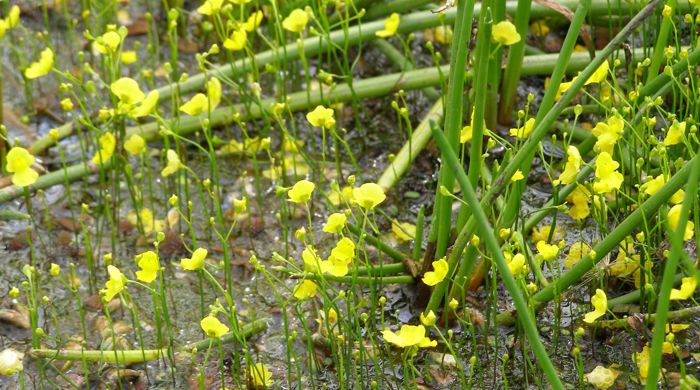 Lots of bladderwort flowers growing in shallow water.