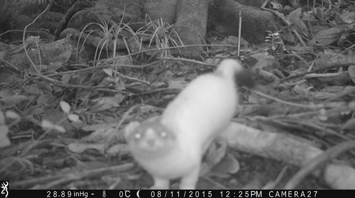A white stoat staring straight at the surveillance camera at night.