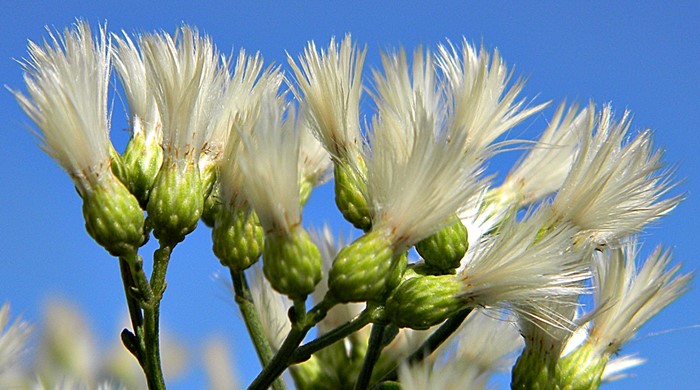 Close up of the fluffy flowerheads of the baccharis.