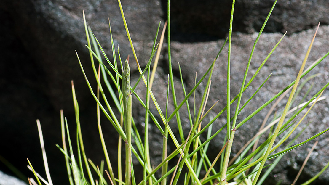 Salt water paspalum in front of some rocks.