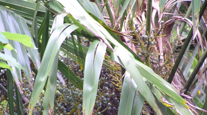 Long leaves of Chinese fan palm.