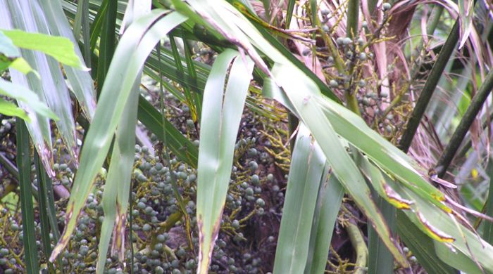 Long leaves of Chinese fan palm.