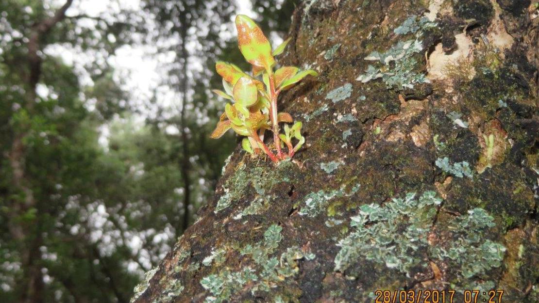 Showing an image of myrtle rust. 