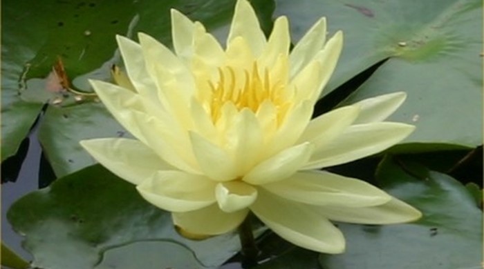Photo showing an open yellow flower.