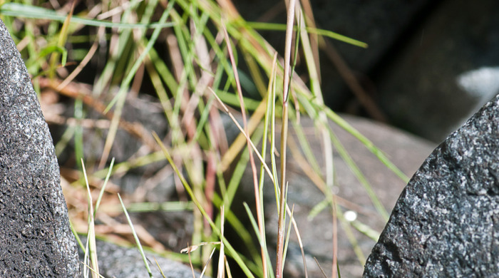 Close up shot of salt water paspalum between two rocks.