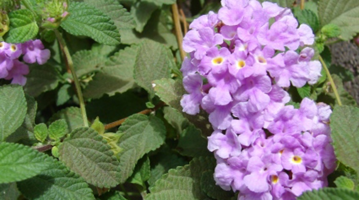 Trailing Lantana close up in flower.