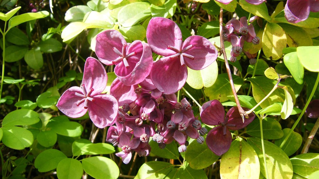 Close up of chocolate vine flowers.