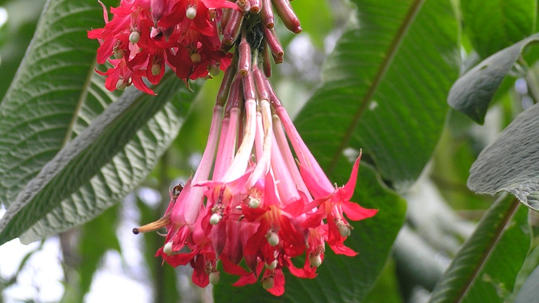 Close up of hanging red flowers of Bolivian fuchsia.