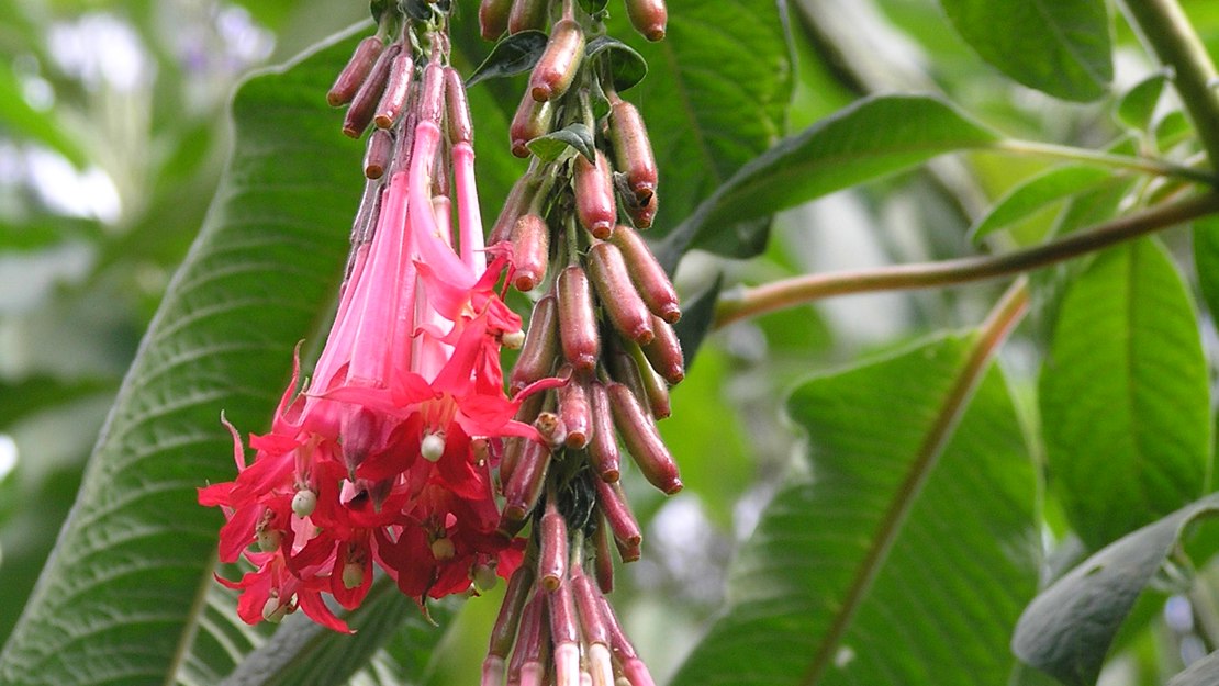 Close up of hanging red flowers of Bolivian fuchsia.