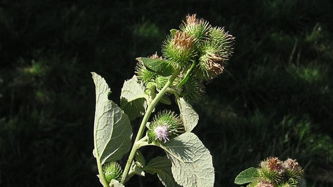 A hand holding a stalk of burdock.