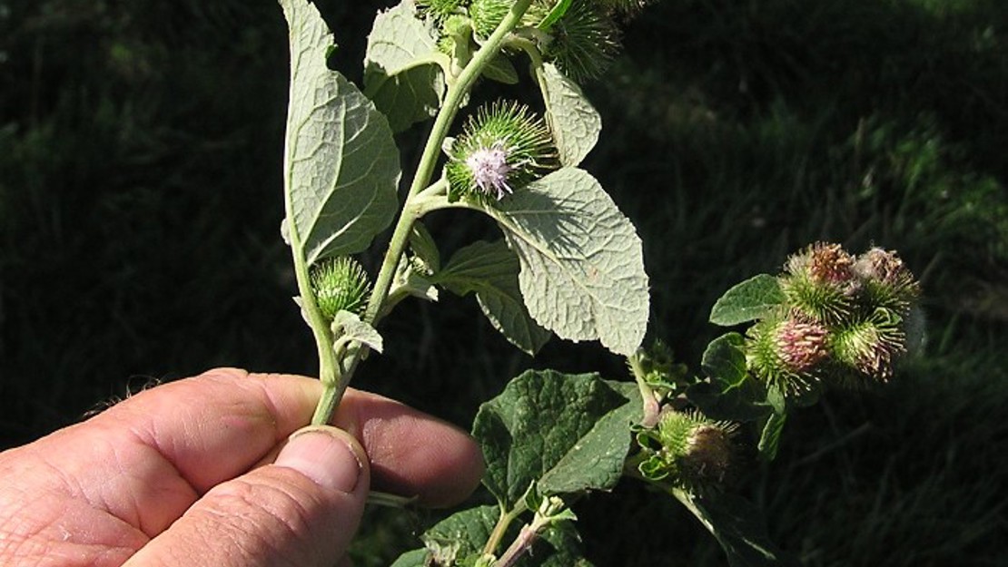 A hand holding a stalk of burdock.