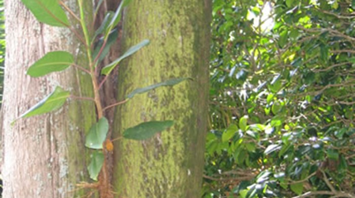 Morton Bay Fig epiphyte on host tree.