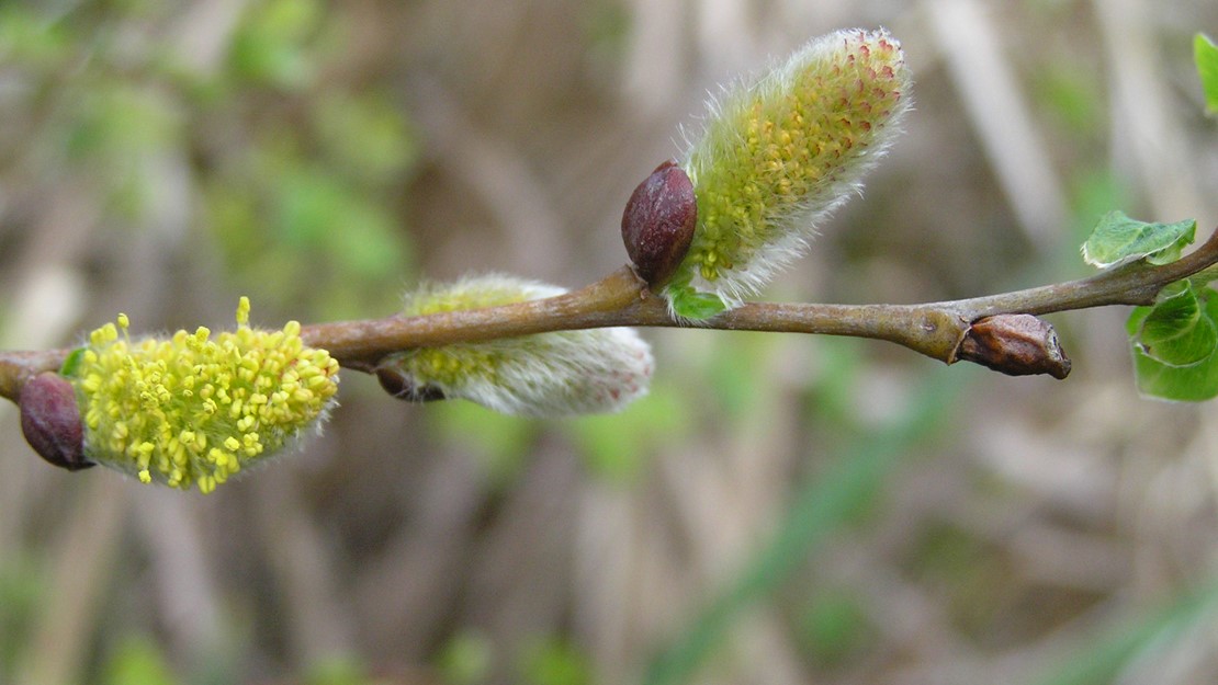 Close up of Grey Willow branch showing catkins and buds.
