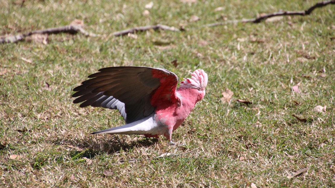 A pink galah rearing its wings.