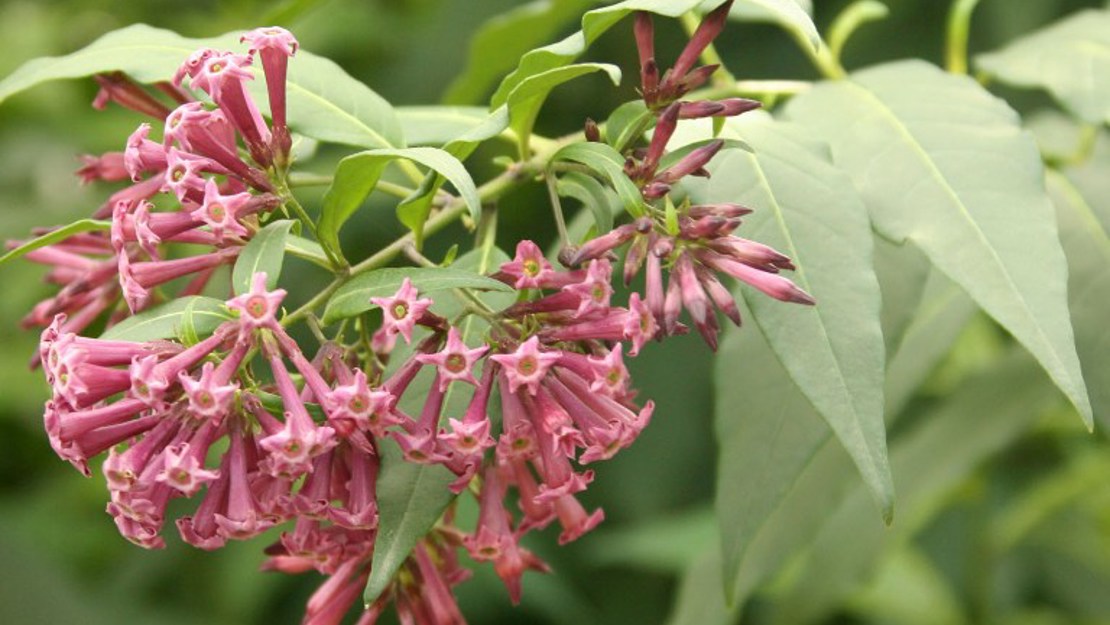 Cluster of red cestrum flowers.