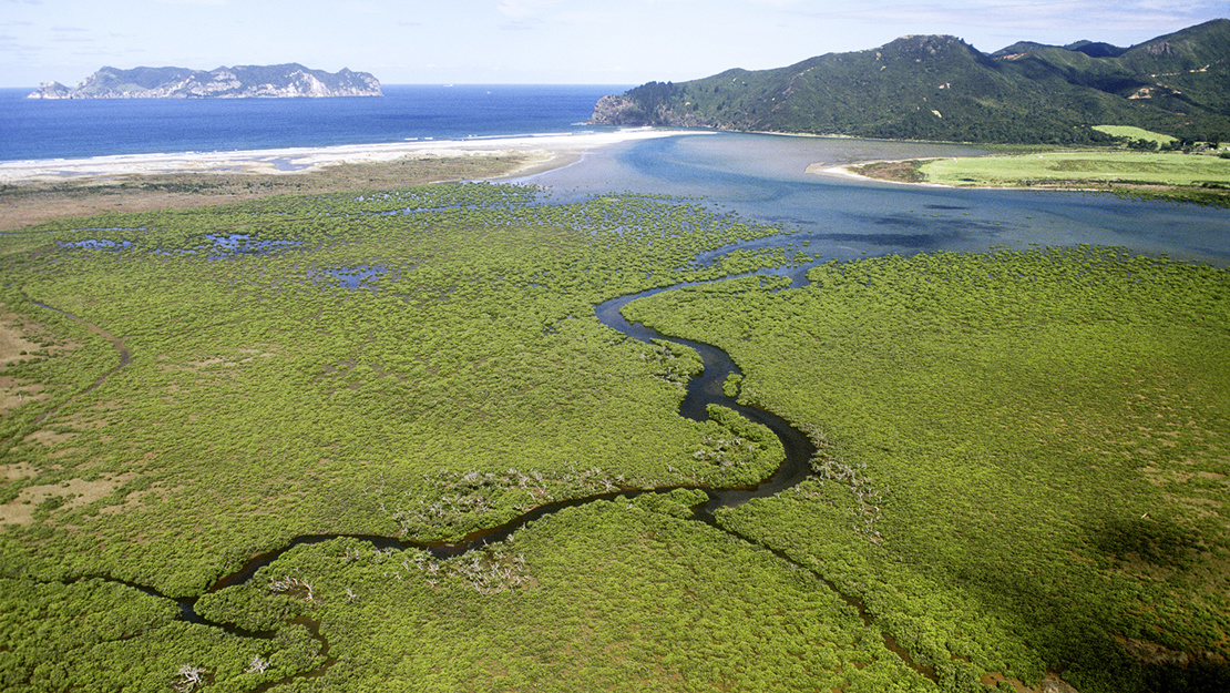 River snakes through a mangrove covered estuary out into the Whangapoua harbour.