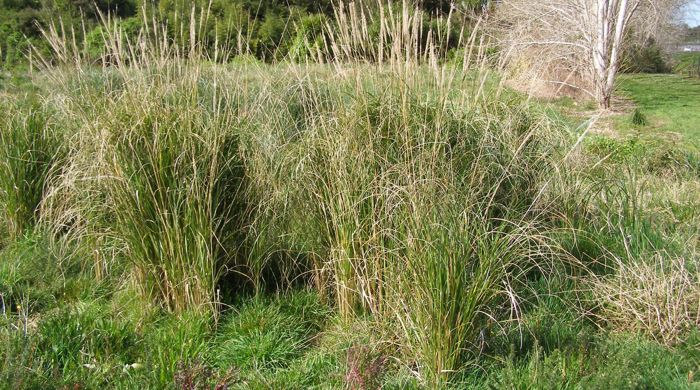 African feather grass growing in clusters.