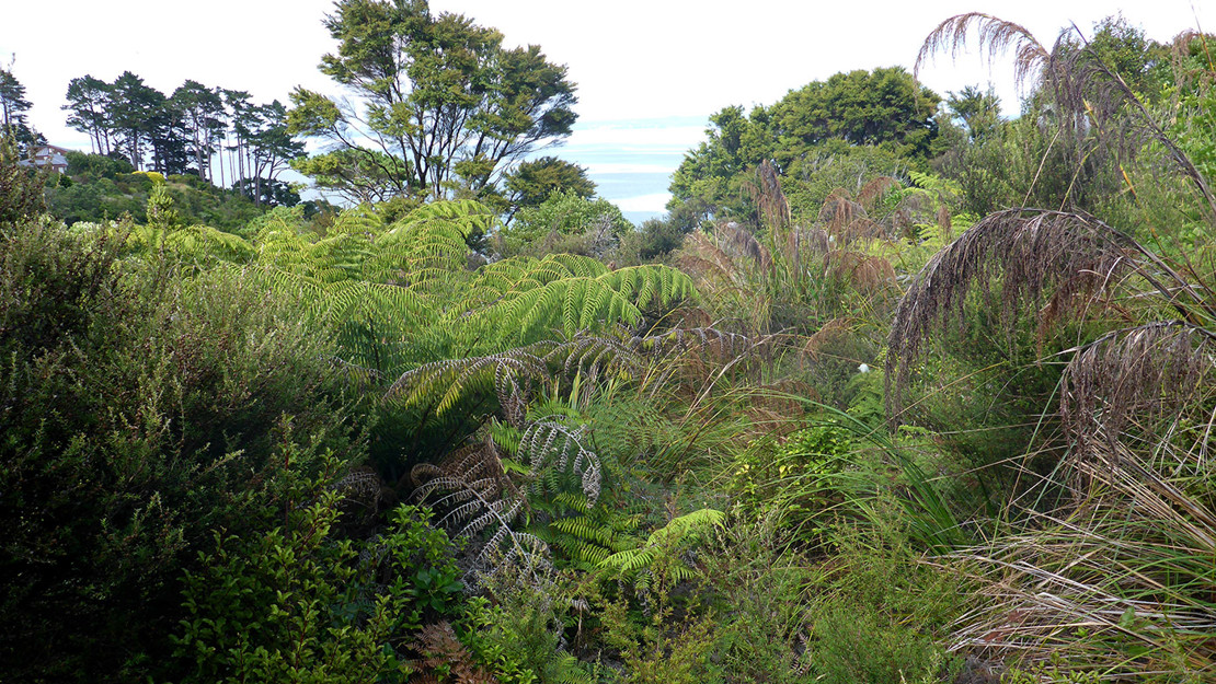 Plant community at Manukau Domain.