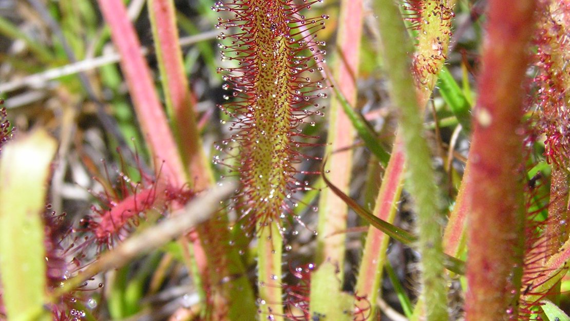 Cape sundew up close.