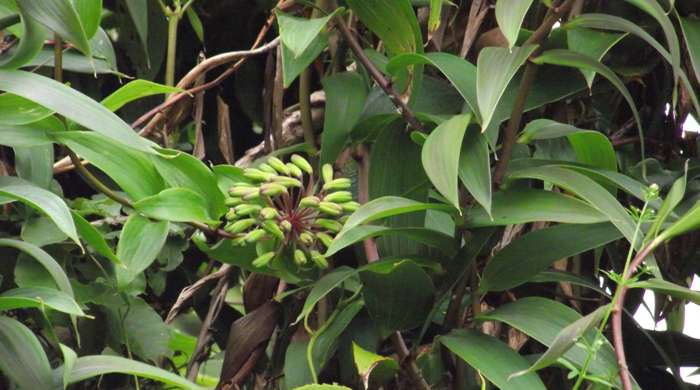 Tall stalks of bomarea with a cluster of flowers in the centre.