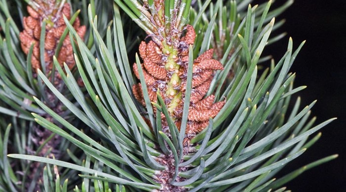 Close up of Lodgepole Pine anthers.