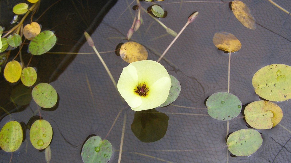 Water Poppy floating on water surface with a single flower.